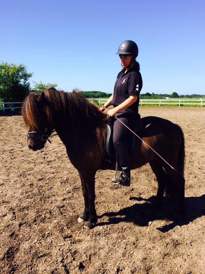 Islænder Stökull fra Studsgaard (Solgt) billede 4