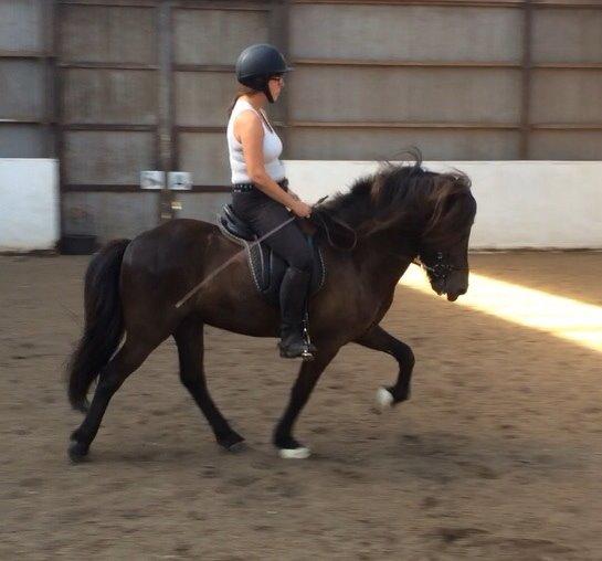 Islænder Stökull fra Studsgaard (Solgt) billede 11