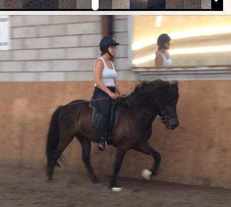 Islænder Stökull fra Studsgaard (Solgt) billede 12