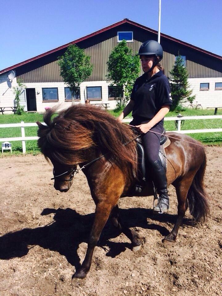 Islænder Stökull fra Studsgaard (Solgt) billede 10