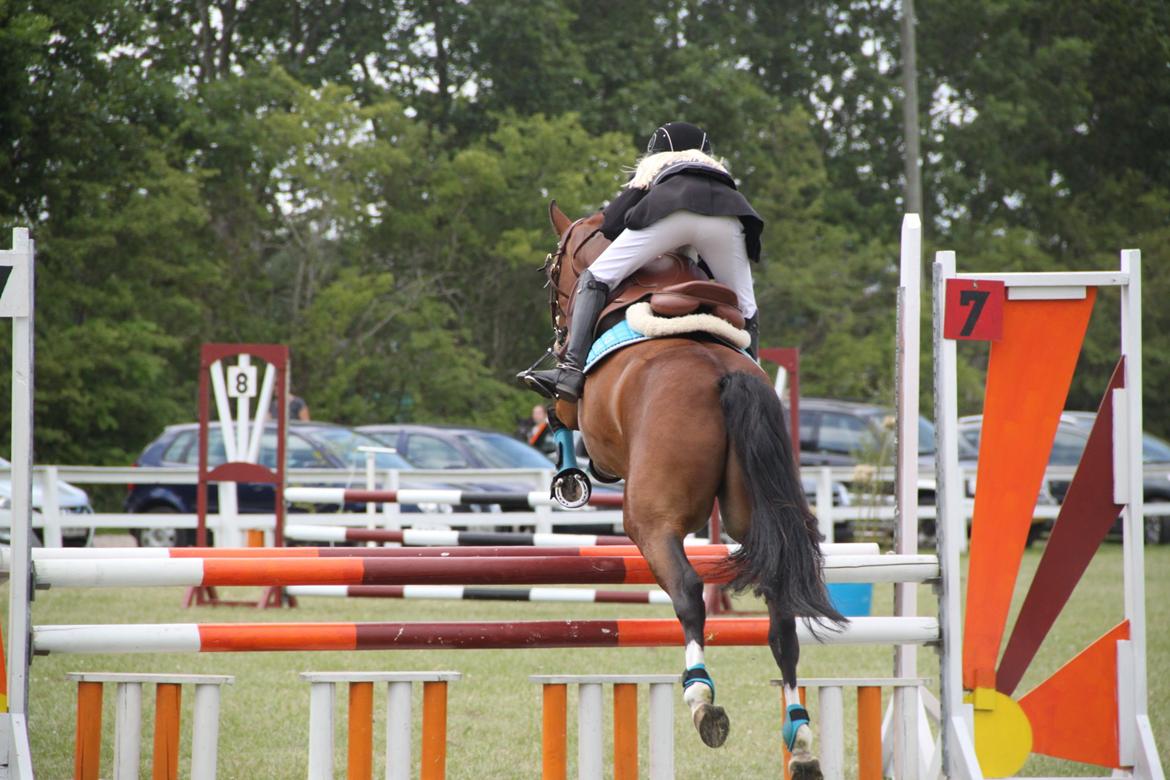 Welsh Pony (sec B) Bakkegaarden´s perfect prince billede 45