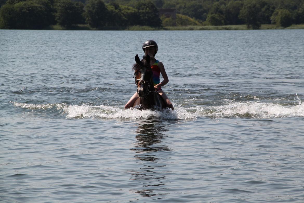 Welsh Pony (sec B) Bakkegaarden´s perfect prince billede 32