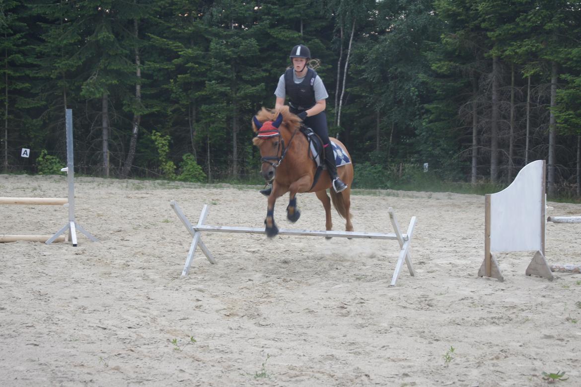 Anden særlig race Rosa - Søde Rose billede 44