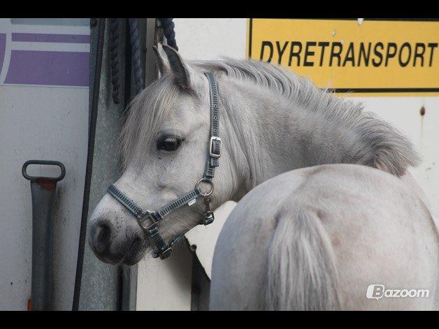 Welsh Mountain (sec A) Bangs Tempo billede 3