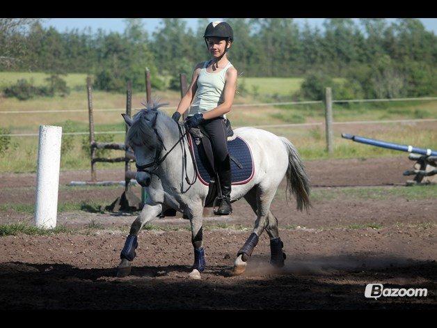 Welsh Mountain (sec A) Bangs Tempo billede 4