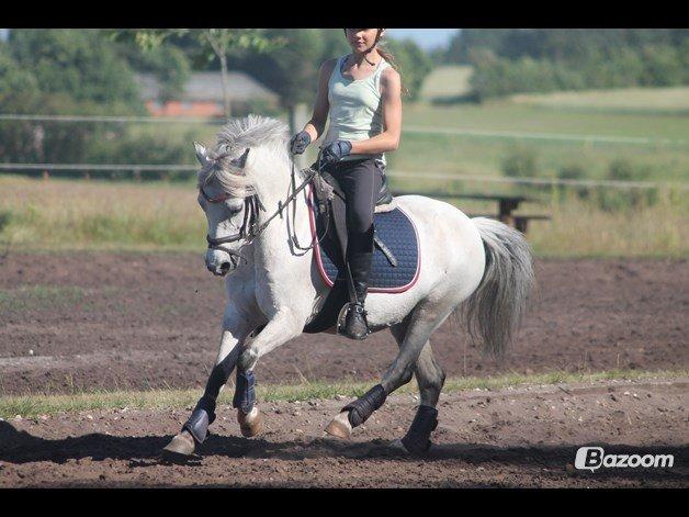 Welsh Mountain (sec A) Bangs Tempo billede 5