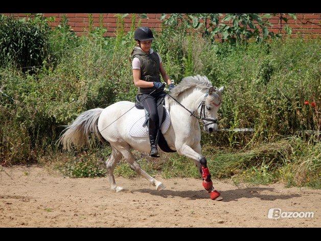 Welsh Mountain (sec A) Bangs Tempo billede 7