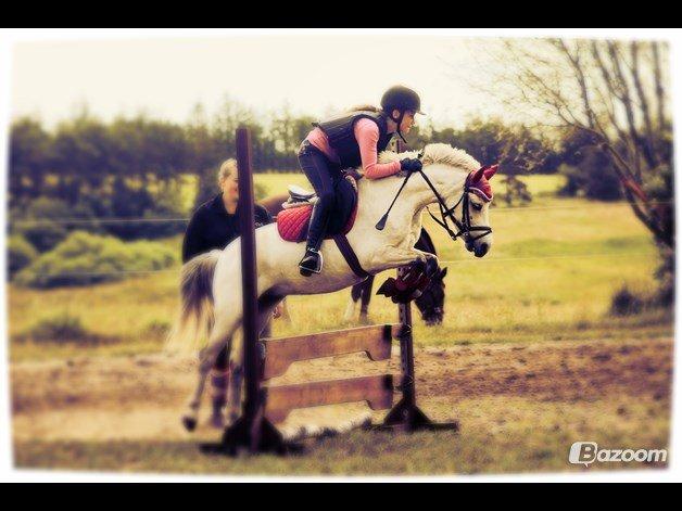 Welsh Mountain (sec A) Bangs Tempo billede 8