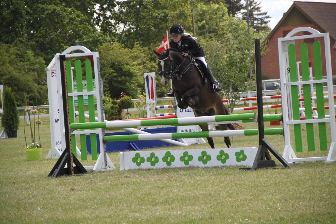 Welsh Pony (sec B) Bakkegaarden's Nikita B-pony billede 23