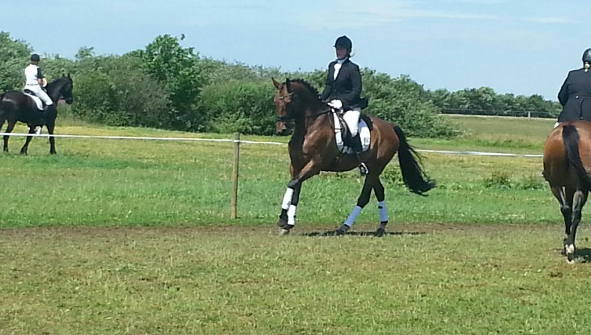 Dansk Varmblod Little Love billede 1