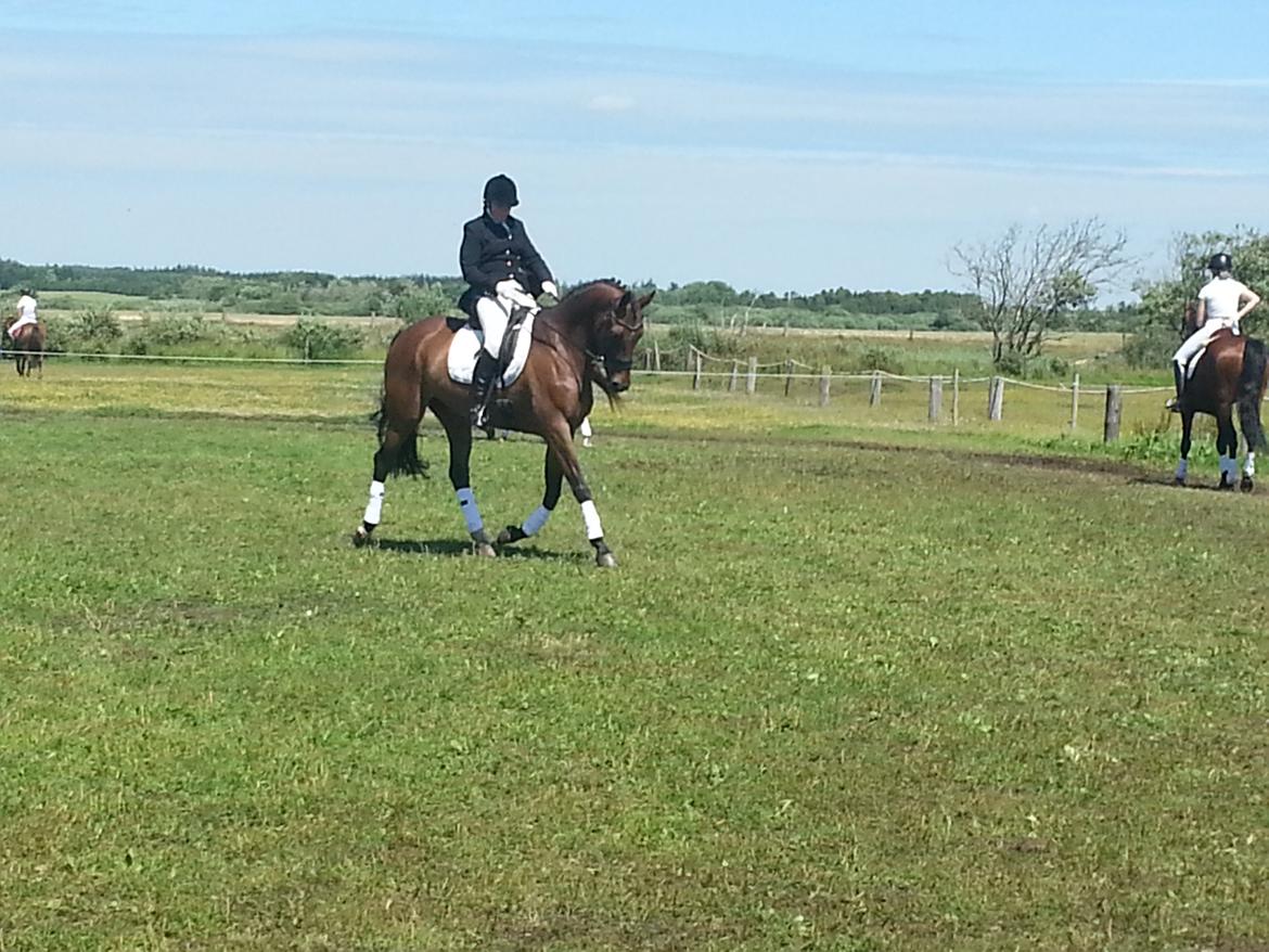 Dansk Varmblod Little Love billede 2