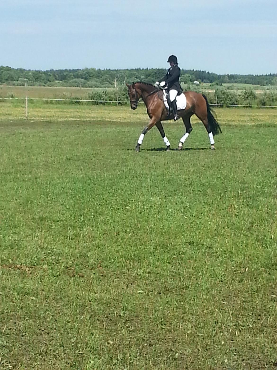 Dansk Varmblod Little Love billede 3