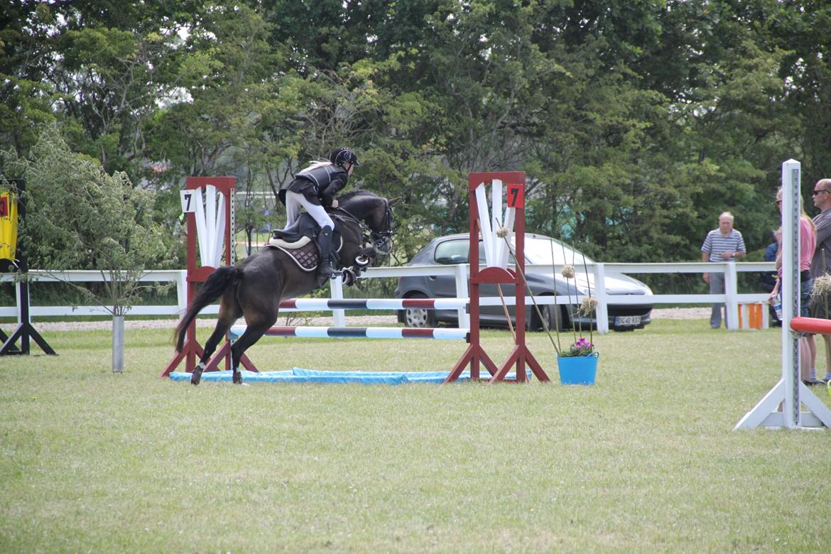 Welsh Pony (sec B) Bakkegaarden's Nikita B-pony billede 28