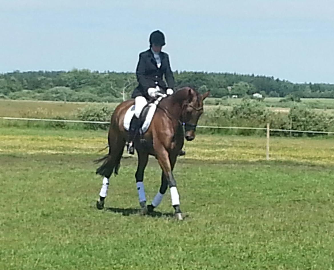 Dansk Varmblod Little Love billede 4