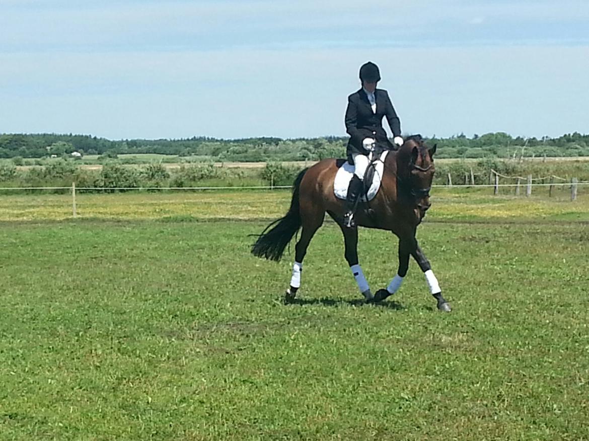 Dansk Varmblod Little Love billede 5