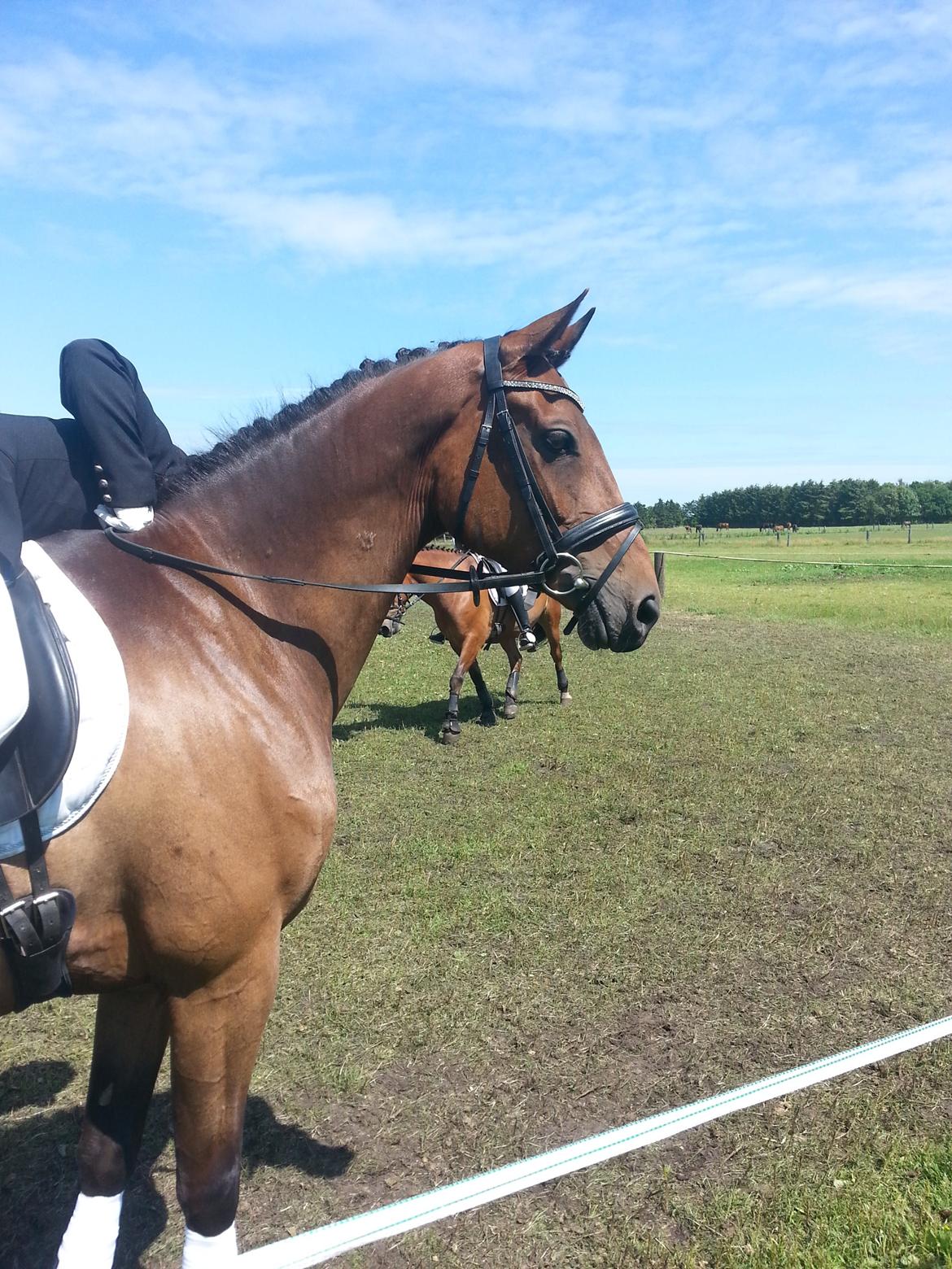 Dansk Varmblod Little Love billede 6