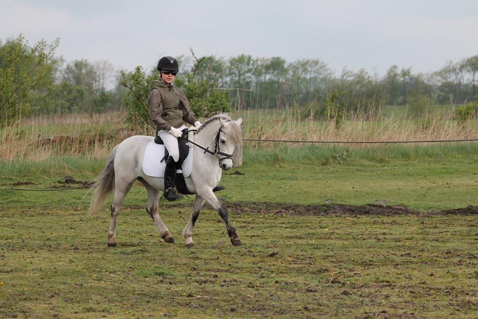 Welsh Mountain (sec A) Bangs Tempo billede 11