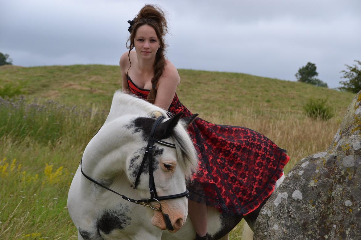 Irish Cob Saint Epona of Killarney billede 1