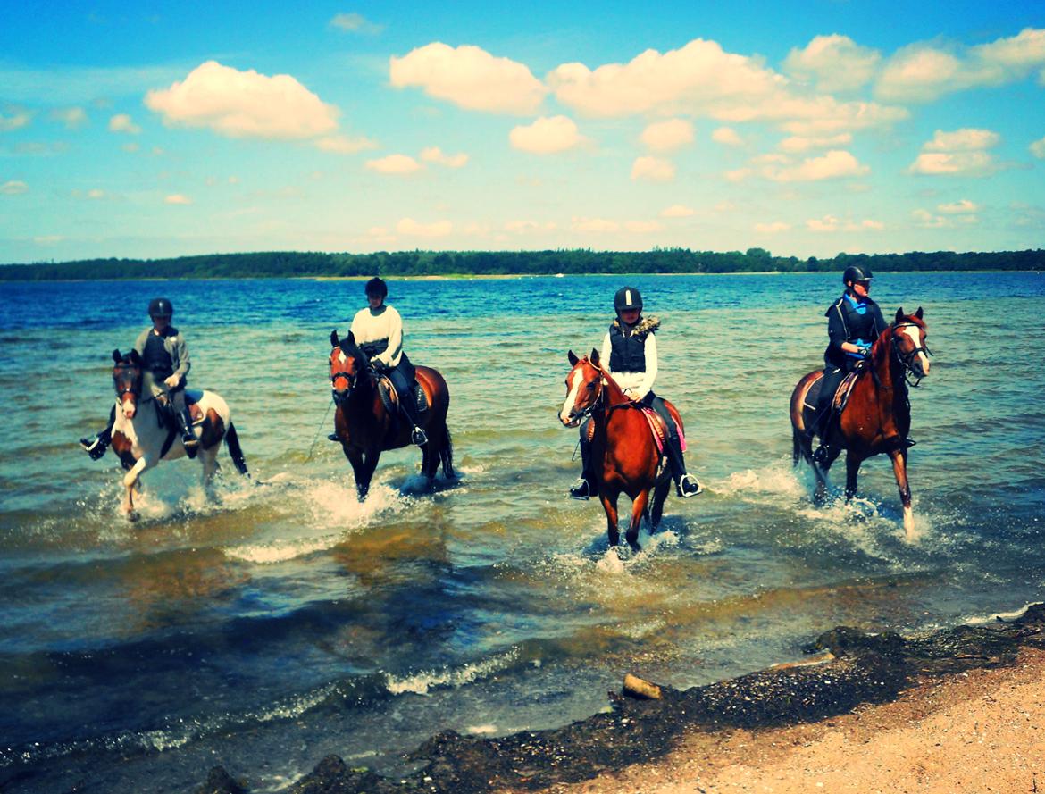 DSP Stenbakkegårds hoopers creek billede 2