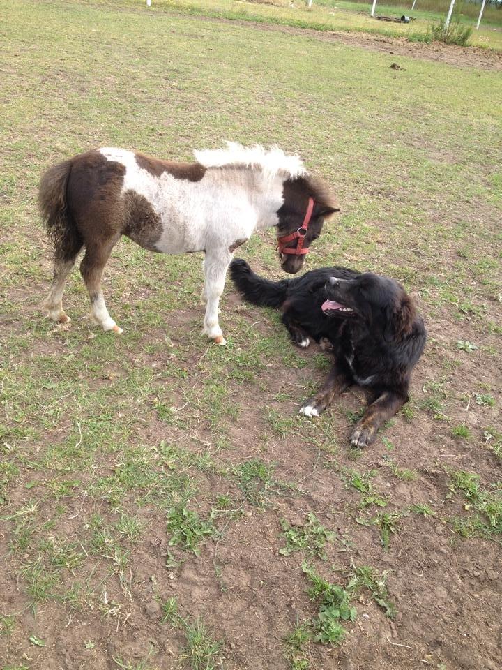 Anden særlig race intet endnu billede 23