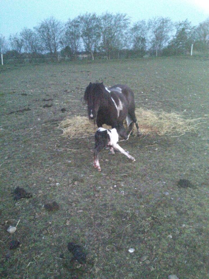 Anden særlig race intet endnu billede 2