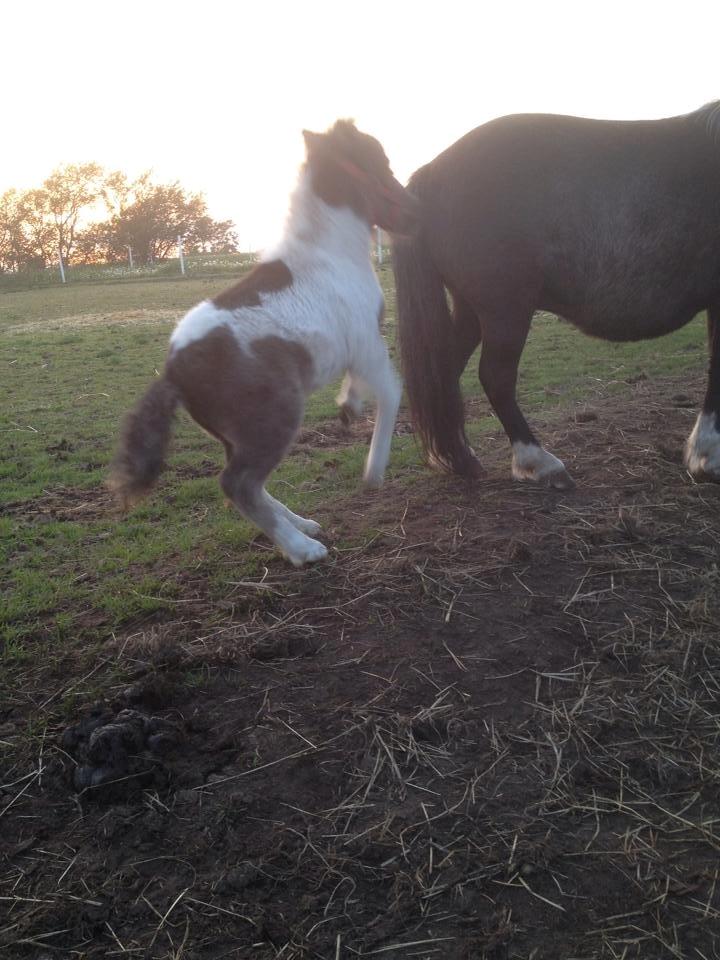 Anden særlig race intet endnu billede 10