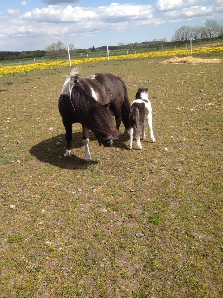 Anden særlig race intet endnu billede 9