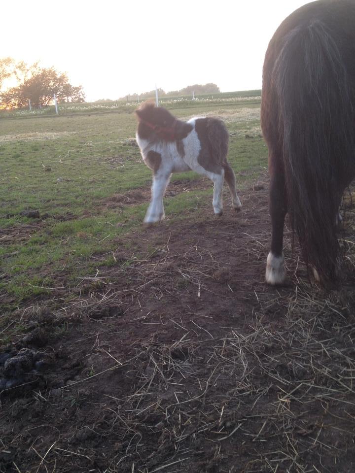 Anden særlig race intet endnu billede 11