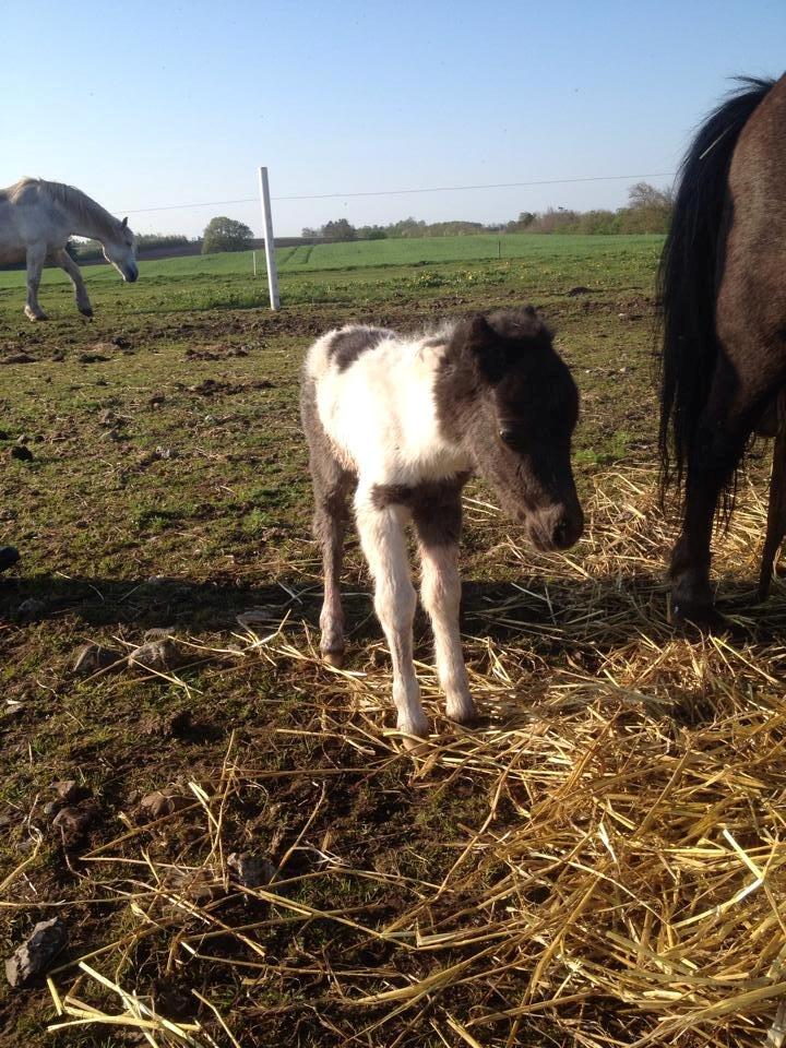 Anden særlig race intet endnu billede 3