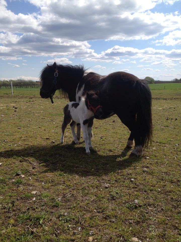 Anden særlig race intet endnu billede 19