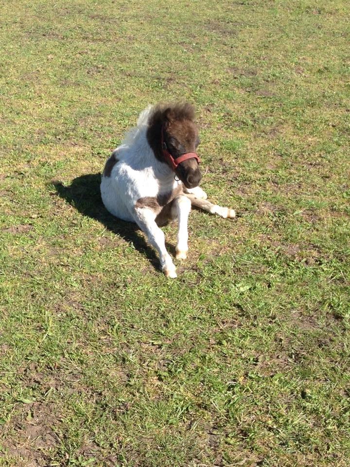 Anden særlig race intet endnu billede 26