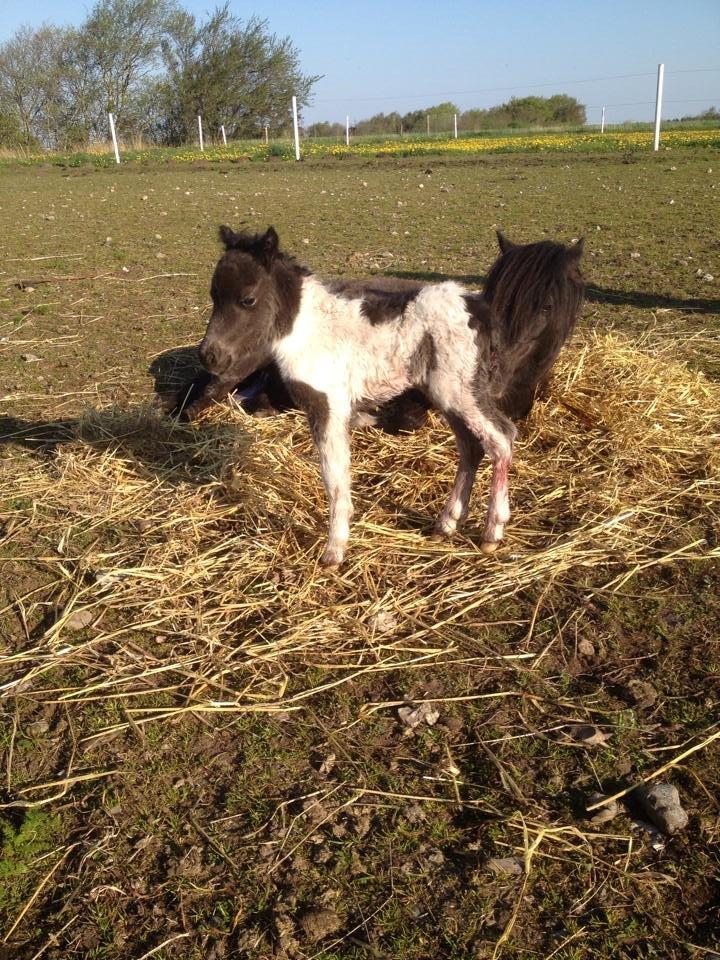 Anden særlig race intet endnu billede 4