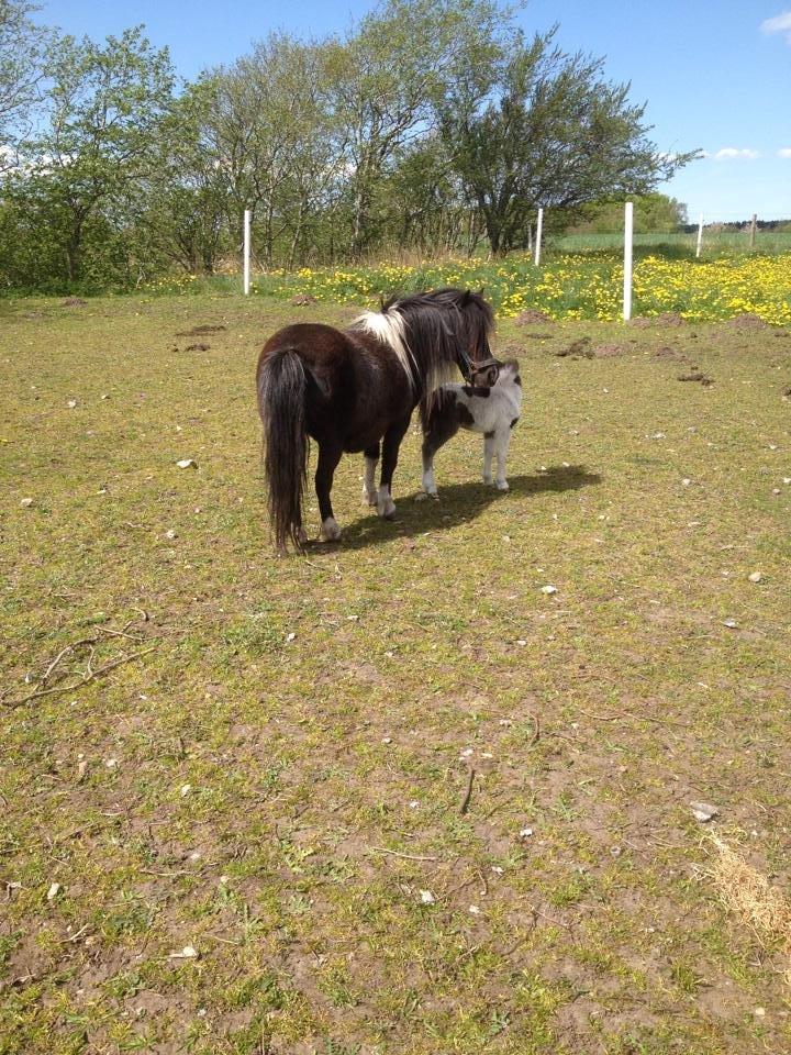 Anden særlig race intet endnu billede 5