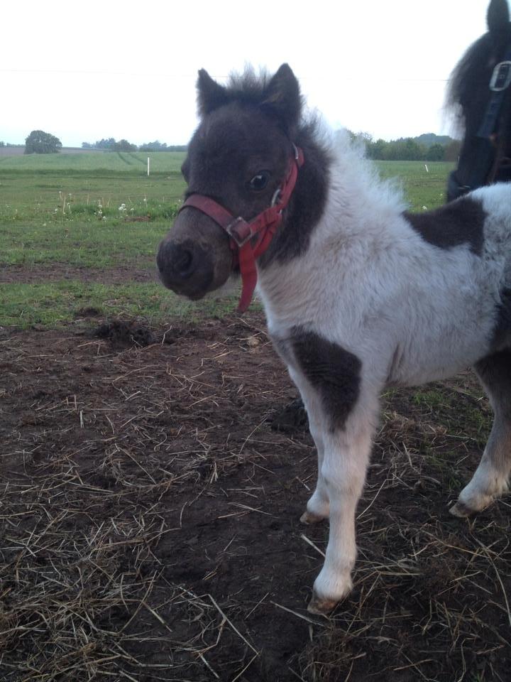 Anden særlig race intet endnu billede 14