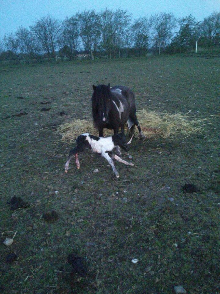 Anden særlig race intet endnu billede 1