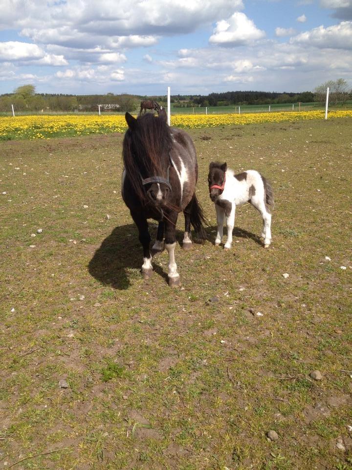 Anden særlig race intet endnu billede 22