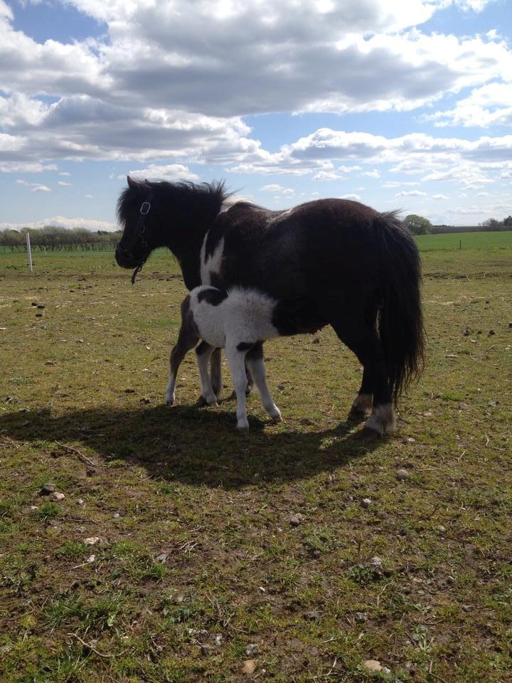 Anden særlig race intet endnu billede 21