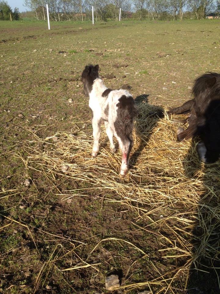 Anden særlig race intet endnu billede 7