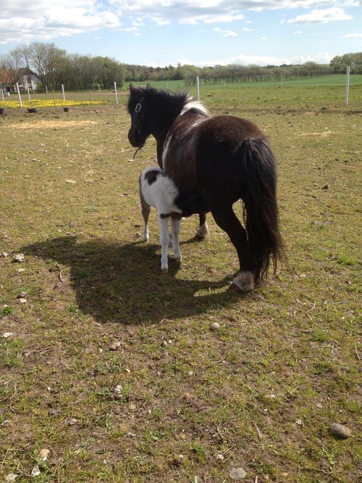 Anden særlig race intet endnu billede 8