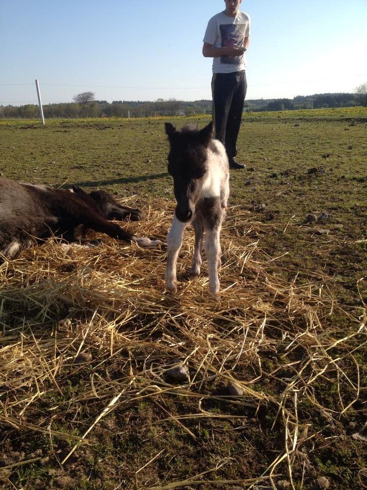 Anden særlig race intet endnu billede 6