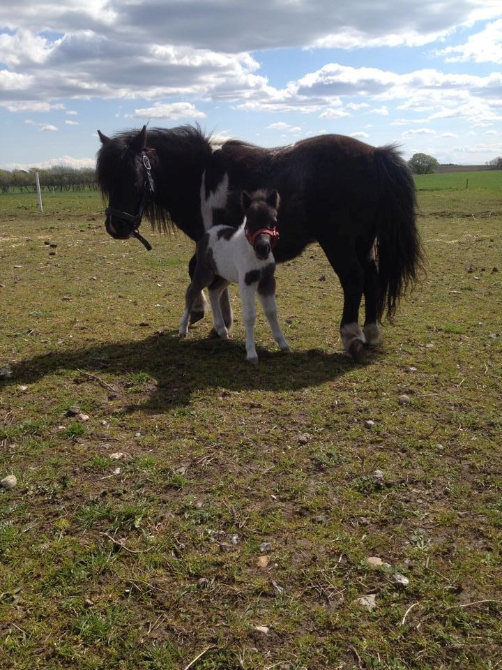 Anden særlig race intet endnu billede 18