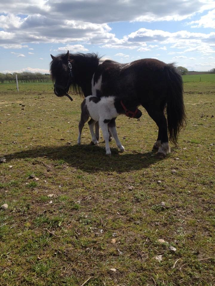Anden særlig race intet endnu billede 20