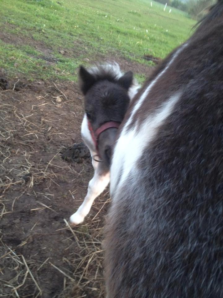 Anden særlig race intet endnu billede 17