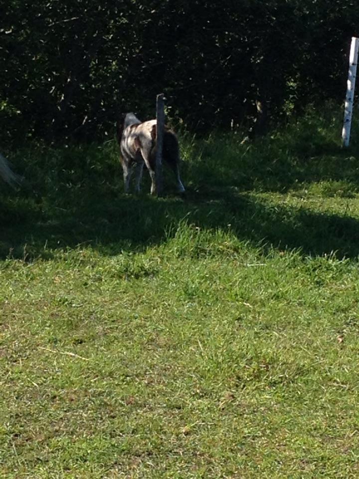 Anden særlig race intet endnu billede 30