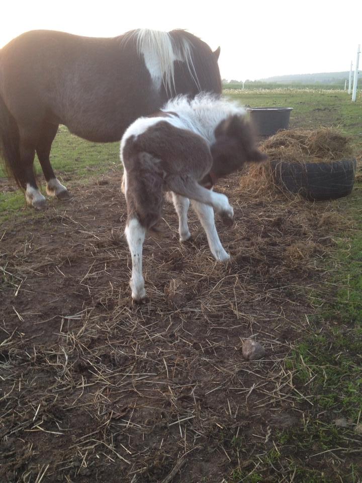 Anden særlig race intet endnu billede 13
