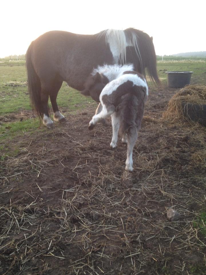 Anden særlig race intet endnu billede 12