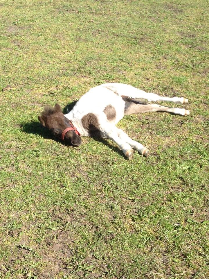 Anden særlig race intet endnu billede 24