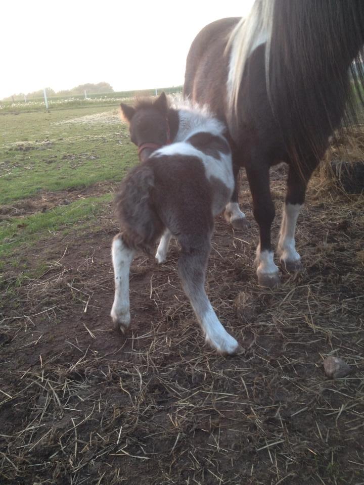 Anden særlig race intet endnu billede 15