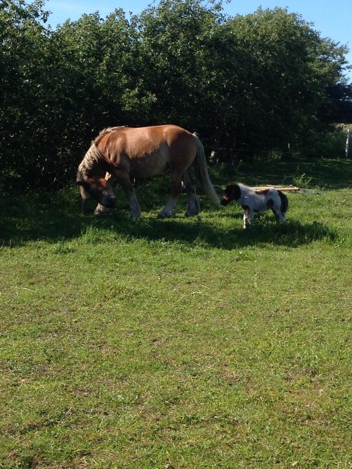 Anden særlig race intet endnu billede 31