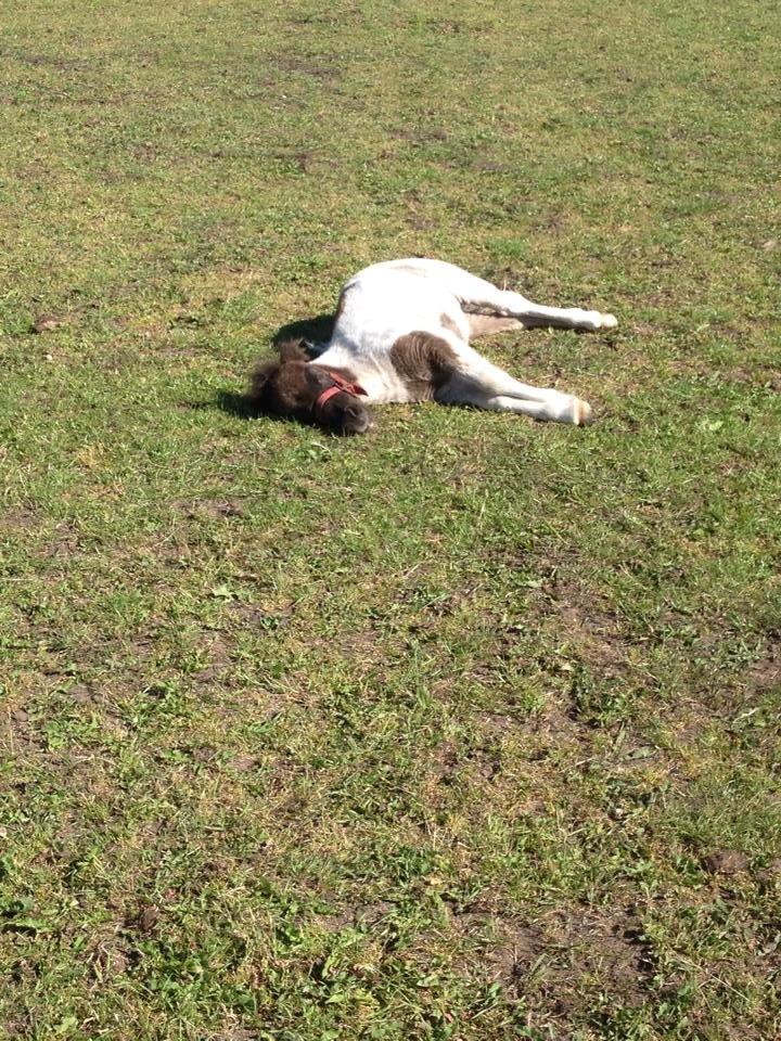 Anden særlig race intet endnu billede 25